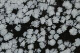 Polished Snowflake Obsidian Section - Utah #117755-1